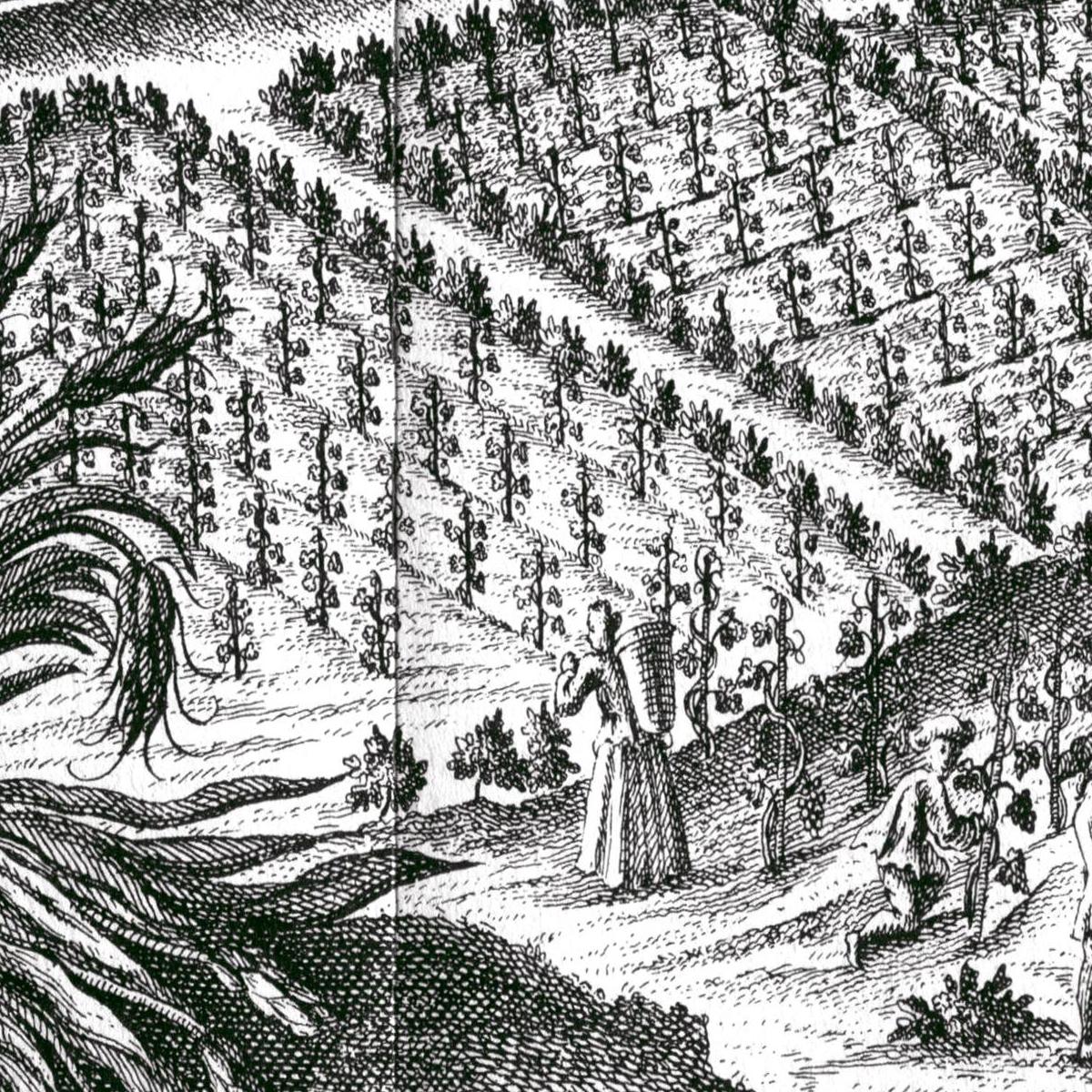 Historische Stadtansicht Bonn um 1700